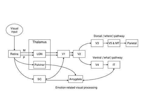Image result for Visual Processing