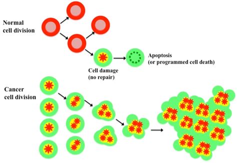 Afbeeldingsresultaten voor Normal vs Cancer Cells