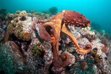 Image result for Octopus Habitat