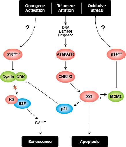 Image result for Senescence Pathways