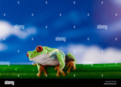 Image result for Red Eyerd Tree Frog