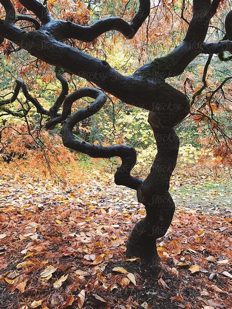 Image result for Japanese Maple Tree Fall