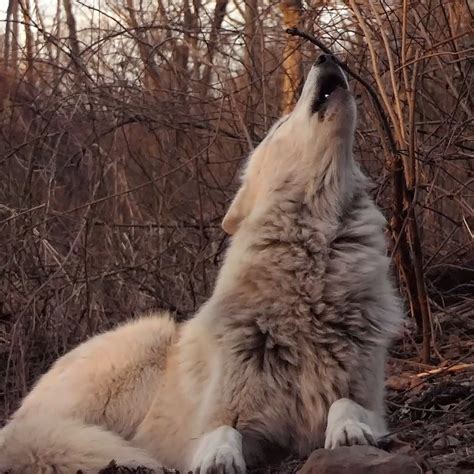 Image result for Wolves Howling Audio