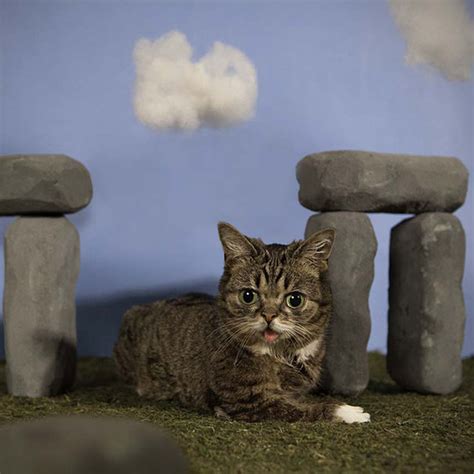 Image result for Daily Mail Dwarf Cat