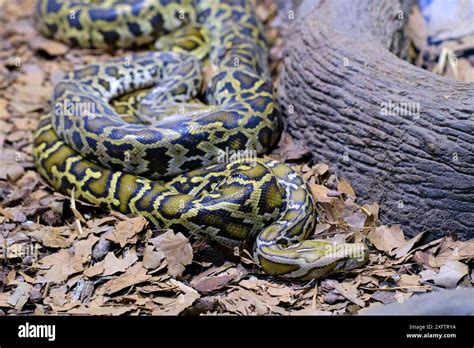 Toradh íomhá ar Python Snake Identification