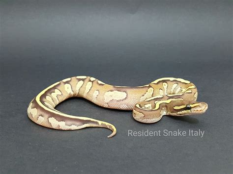 Image result for Fire Mojave Ball Python