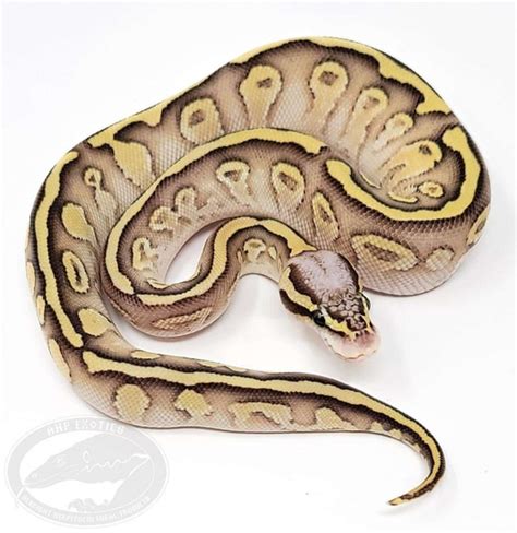 Toradh íomhá ar Lesser Fire Batman Ball Python
