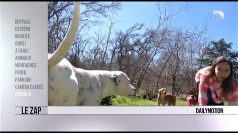 Zap Des Animaux に対する画像結果