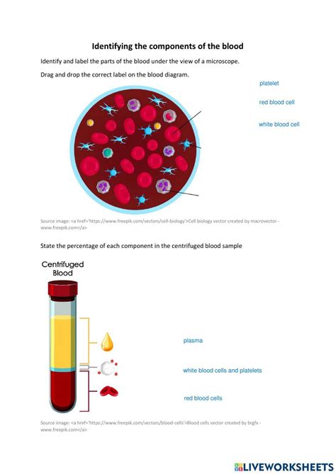 Image result for Components of Blood Worksheet Answers PDF
