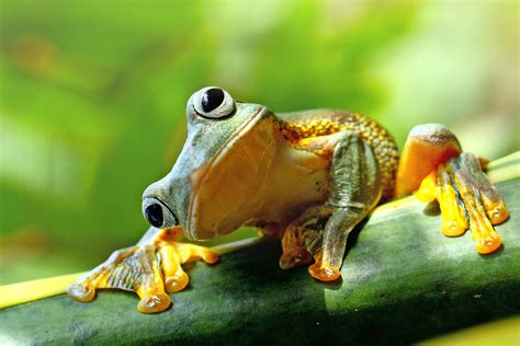 Image result for Frog Insect
