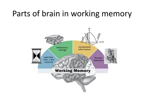 Image result for Components of Working Memory