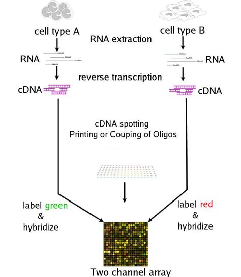 Image result for DNA Microarray Experiment