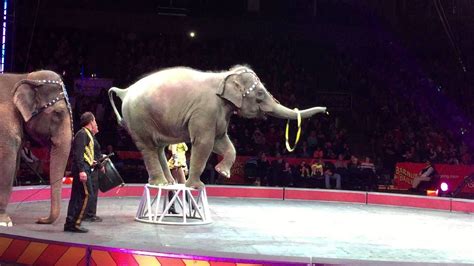 Image result for Elephant Poop Circus