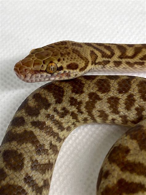 Image result for Stimson's Python