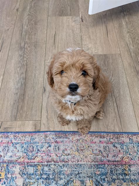 8 Week Old Cavapoo に対する画像結果