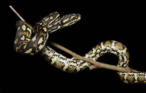 Image result for Python Snake Wallpaper
