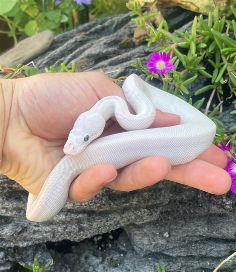 Image result for Lesser Ball Python Blue Eyes