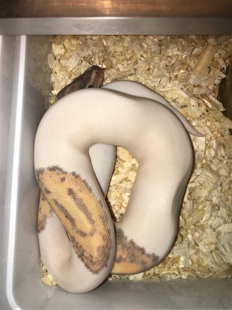 Image result for Ball Python and Leopard Gecko