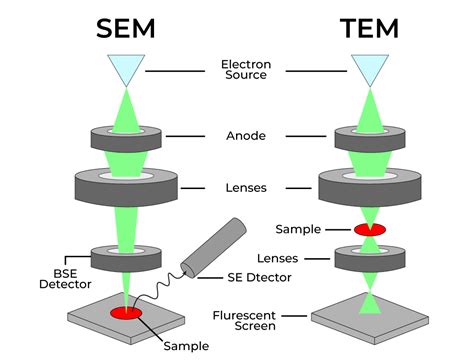 Electron Microscope Types に対する画像結果