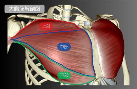 Python Anatomy に対する画像結果