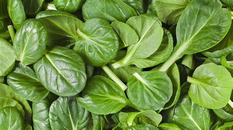 Image result for Spinach Leaves Images without Colour