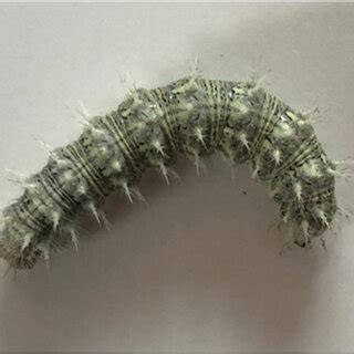 Toradh íomhá ar Colour Code Key