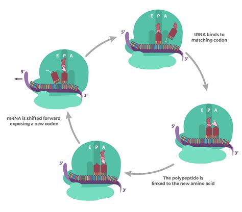 Image result for mRNA Diagram Labelled Codon