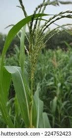 Maize Flower માટે ઇમેજ પરિણામ