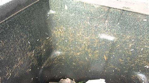 Toradh íomhá ar Maggots in Trash Can Outside