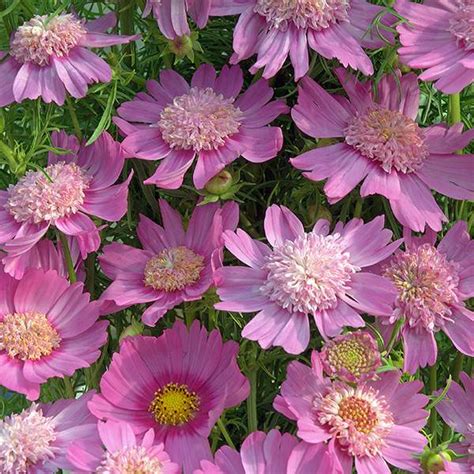 Toradh íomhá ar Cosmos Varieties