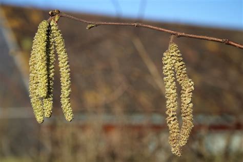 Image result for Pine Tree Catkins