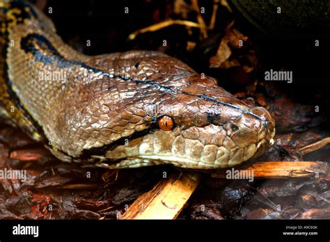 Image result for Reticulated Python Stock