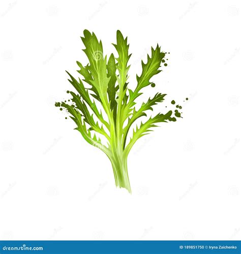 Curly Endive に対する画像結果