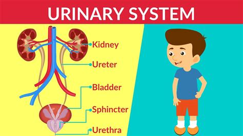 Toradh íomhá ar Pediatric Bladder