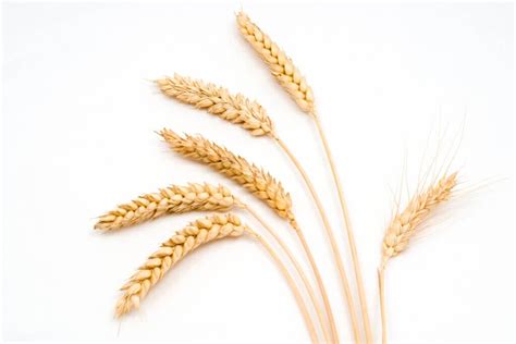 Image result for All Types of Grains