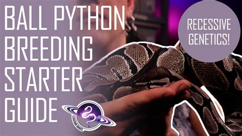 Image result for Recessive Gene Ball Python