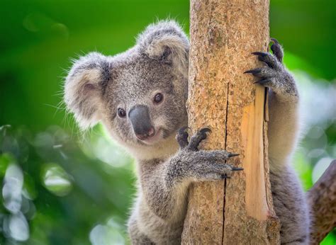 Image result for Koala Sitting a Tree Line Drawing