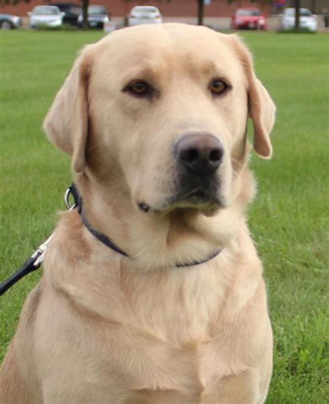 Image result for Yellow Lab Rescue