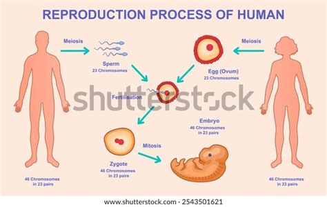 Image result for Human Reproduction Interactive