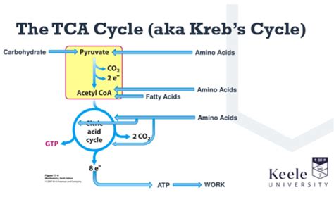 Khan Academy TCA Cycle に対する画像結果
