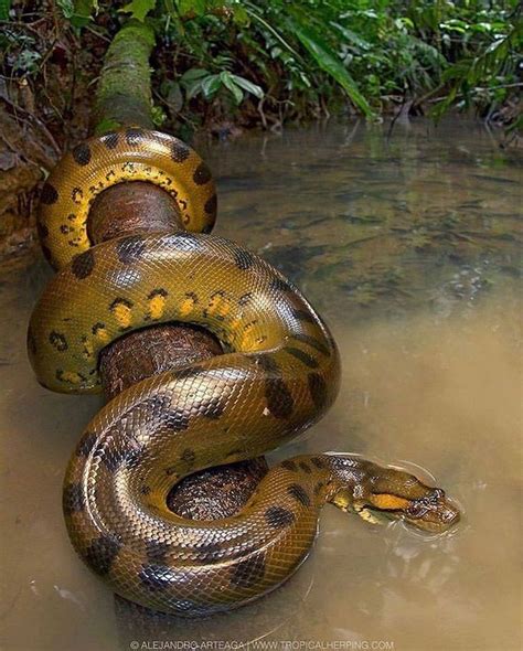Anaconda in Amazon River ಗಾಗಿ ಇಮೇಜ್ ಫಲಿತಾಂಶ
