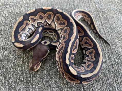 Toradh íomhá ar Two Ball Python
