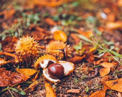 Toradh íomhá ar Horse Step Gas Extraction