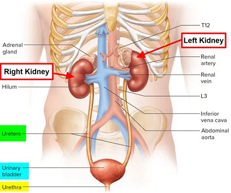 Image result for Kidneys Location in Body