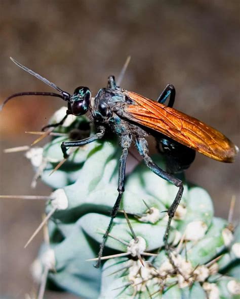 Tarantula Hawk Wasp に対する画像結果