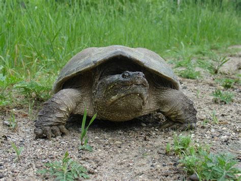 Image result for Snapping Turtles