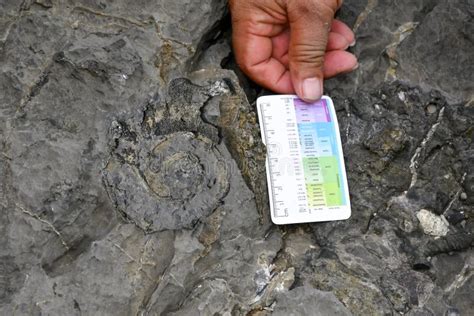 Fossils Found in Sedimentary Rocks에 대한 이미지 결과
