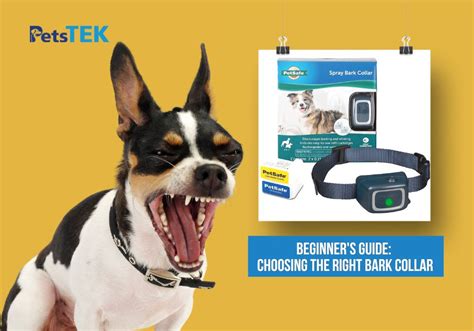 Image result for How to Use a Bark Collar for Dogs