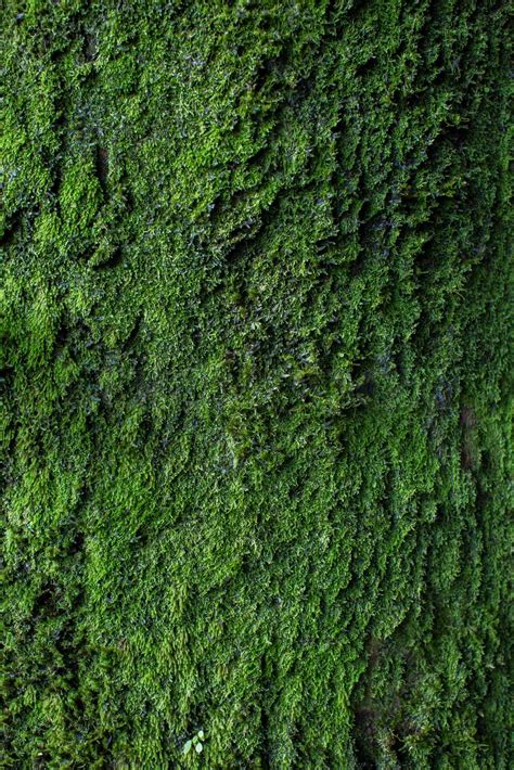Image result for Moss Texture