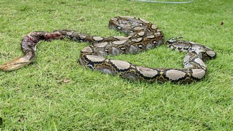 Image result for Scary Reticulated Python